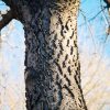 Common Hackberry #3 - Image 3